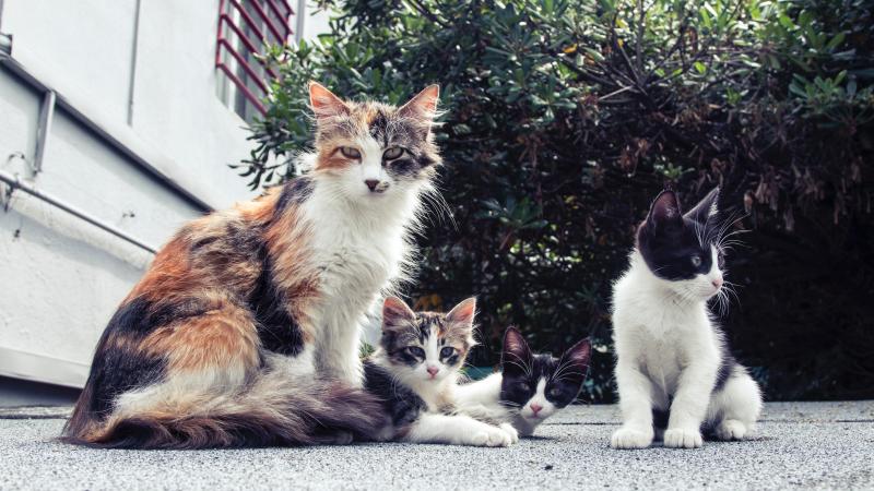 El Ayuntamiento adjudica la esterilización y la asistencia veterinaria de las colonias de gatos callejeros