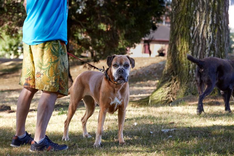 El Ayuntamiento licita el servicio  recogida y albergue de animales por 288.000 euros para 2 años