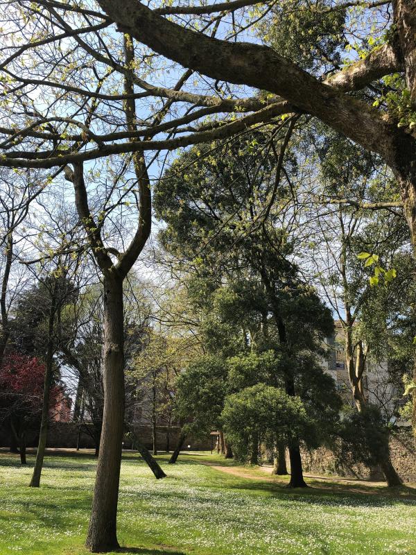 El Ayuntamiento licita un estudio técnico sobre el estado de salud de los árboles de los grandes parques