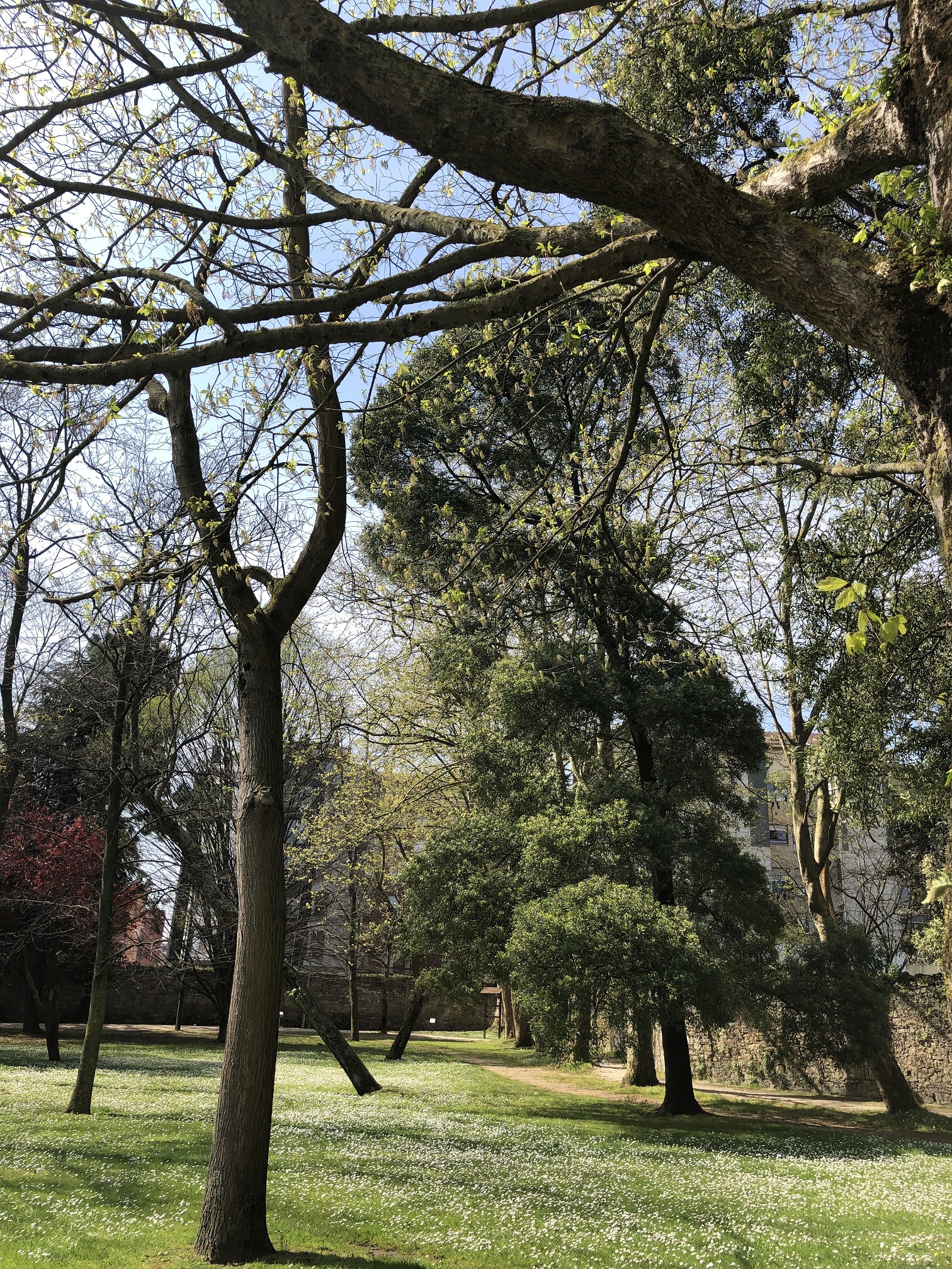 El Ayuntamiento licita un estudio técnico sobre el estado de salud de los árboles de los grandes parques