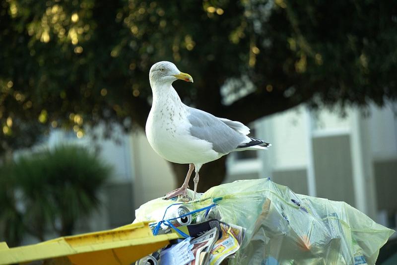 Adjudicado el contrato para el control de aves en Avilés, por importe de 57.033 euros