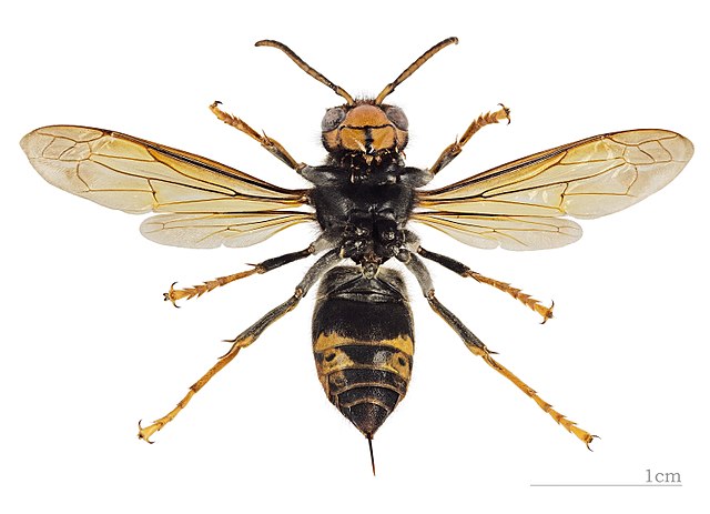 Parques y Jardines retira 69 individuos de avispón asiático en 19 de las 30 trampas colocadas