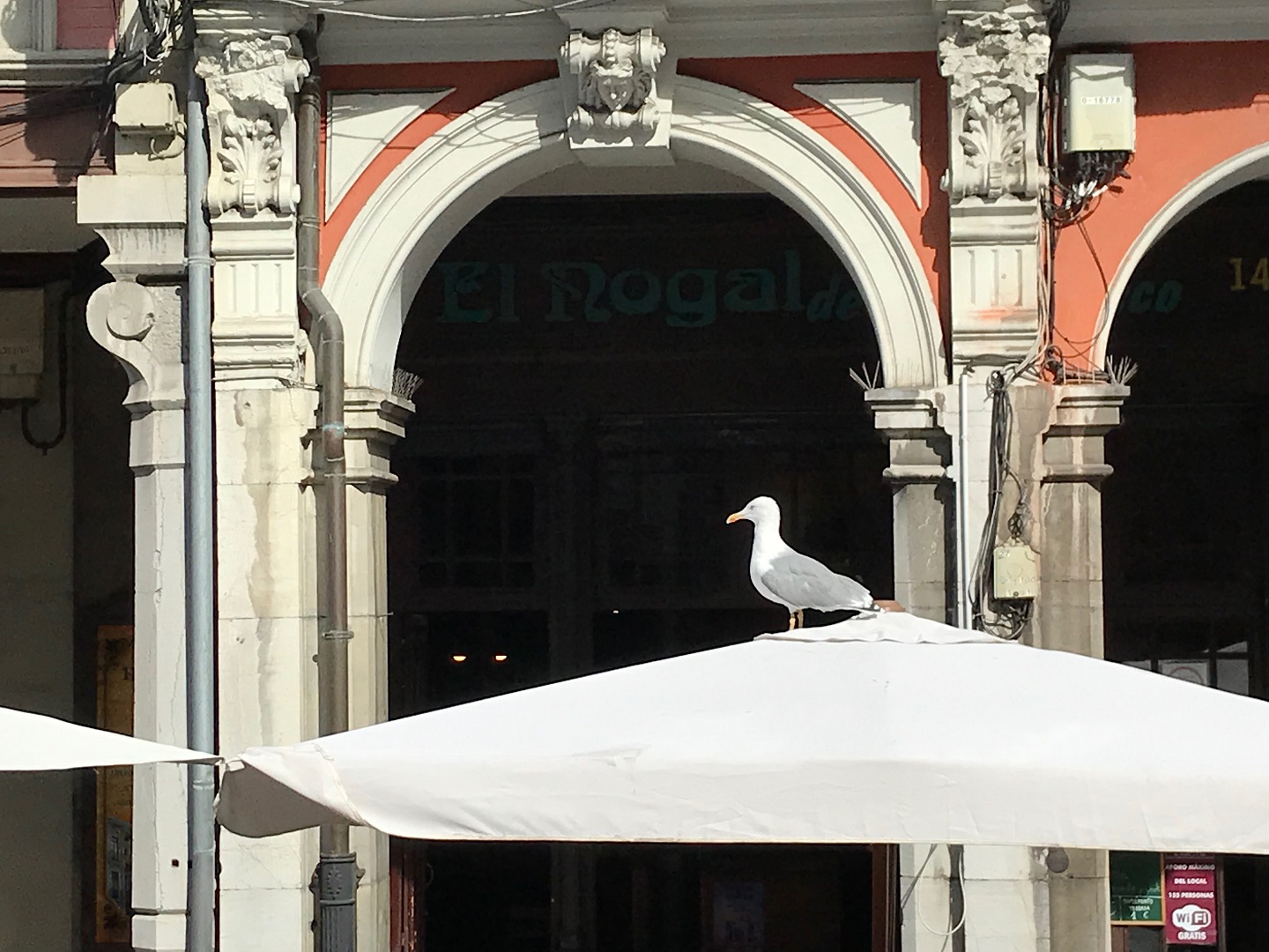 Una gaviota en una terraza de hostelería